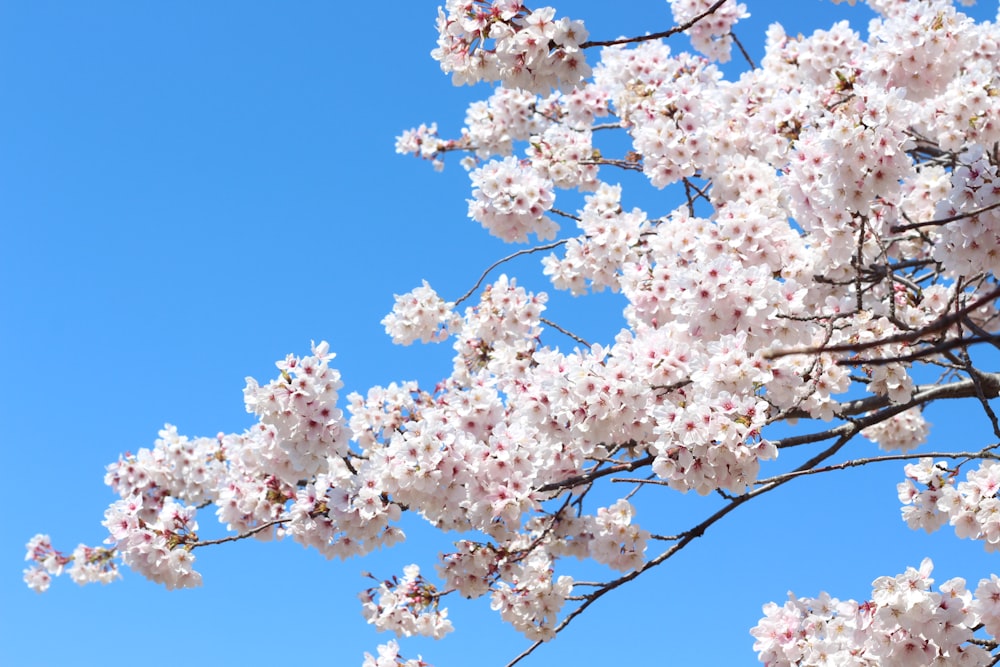 a tree with white flowers and a blue sky in the background