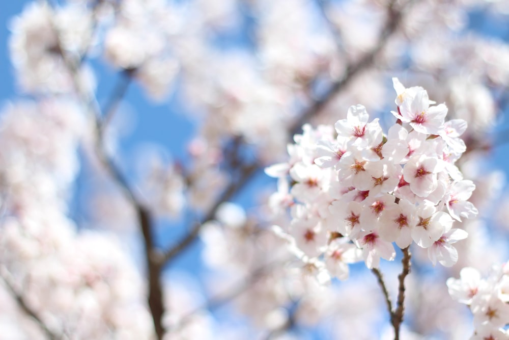 a close up of a tree with white flowers