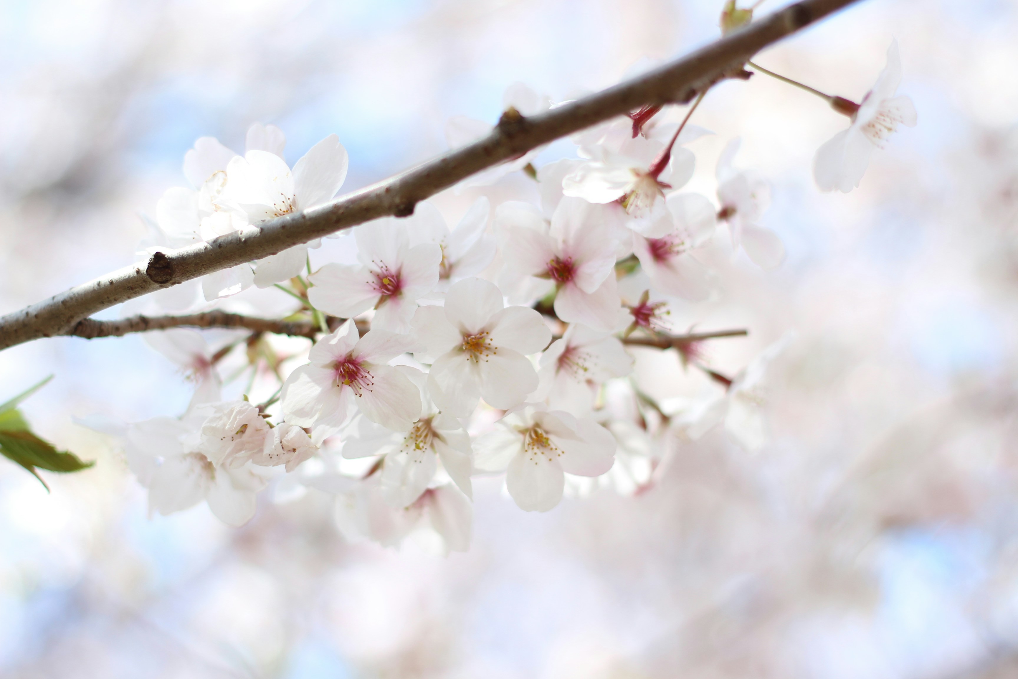 Photo by rickyrynselo