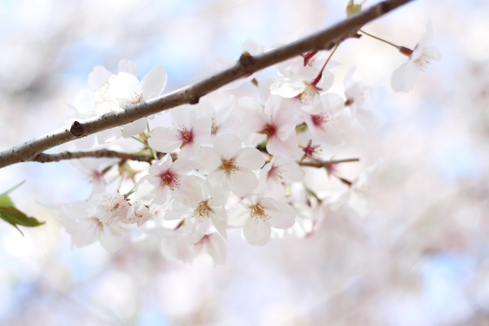 a branch of a tree with white flowers