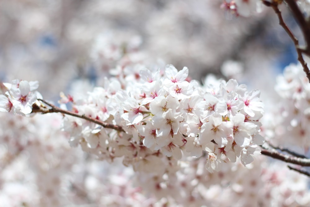 a close up of some white flowers on a tree