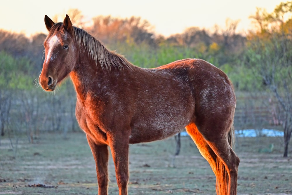 a brown horse standing on top of a dry grass field