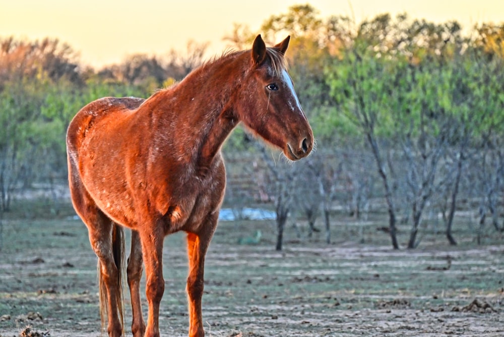 un cheval brun debout au sommet d’un champ de terre