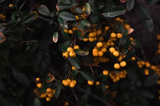 Clusters of small, round, yellow berries hang from branches with dark green leaves. The foliage is dense, providing a rich contrasting backdrop to the bright berries.