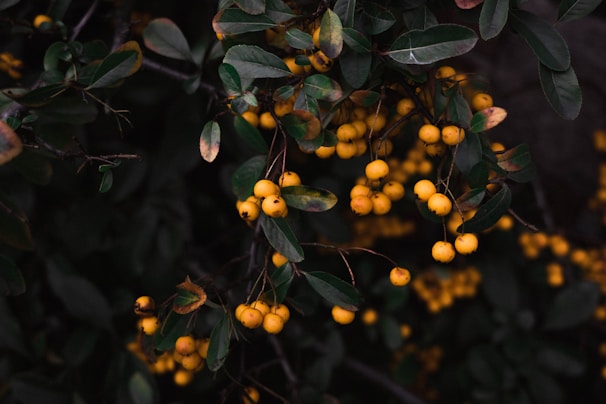 Clusters of small, round, yellow berries hang from branches with dark green leaves. The foliage is dense, providing a rich contrasting backdrop to the bright berries.