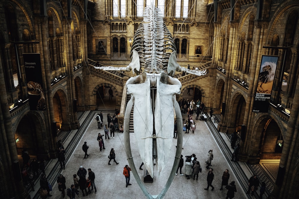 a large whale skeleton in a museum with people walking around