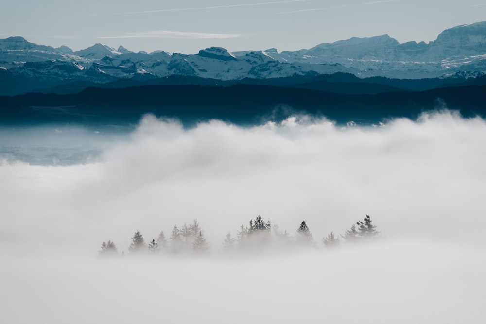 a group of trees in the middle of a foggy field