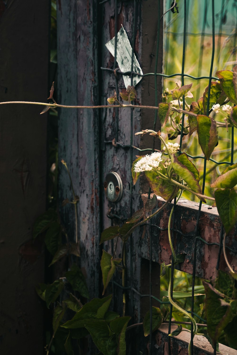 a rusty gate with vines growing on it