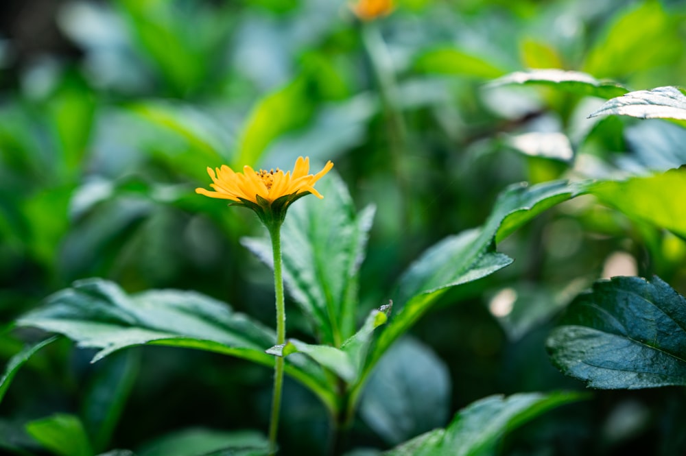 a close up of a yellow flower in a field