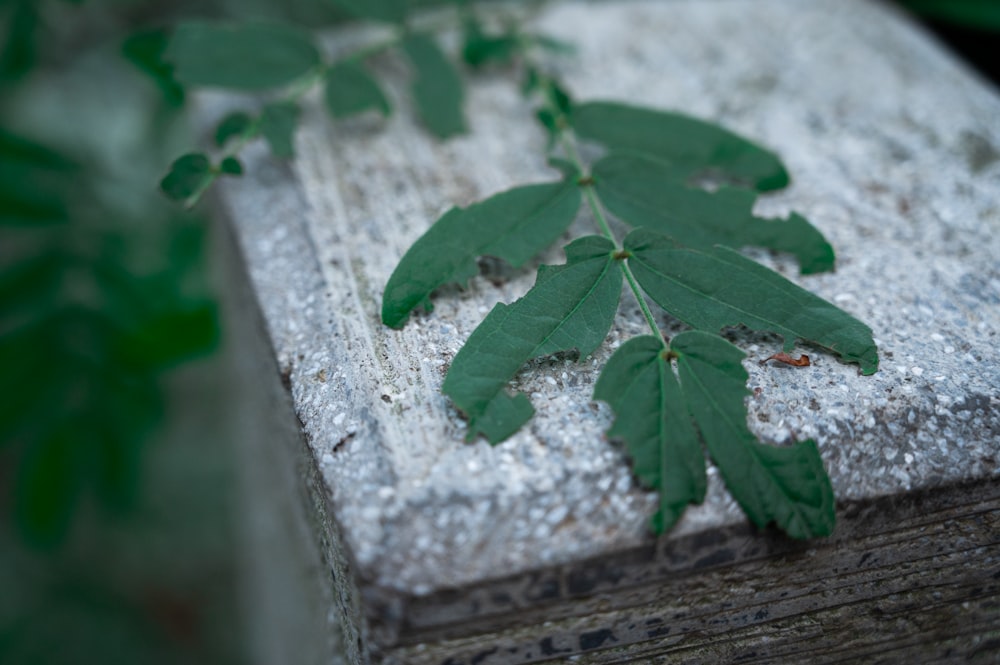 a green leaf laying on top of a cement block