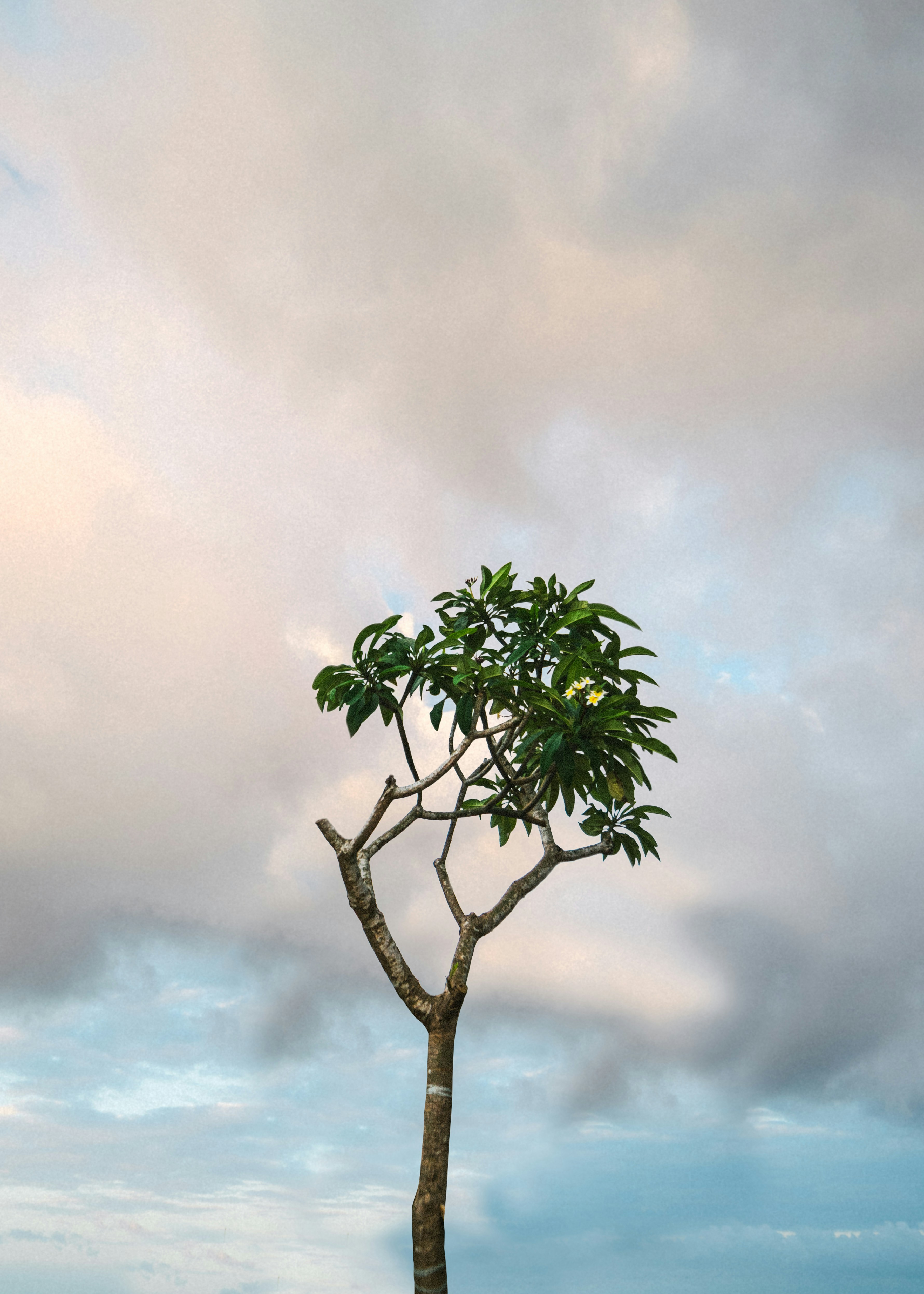 a lone tree in the middle of a field