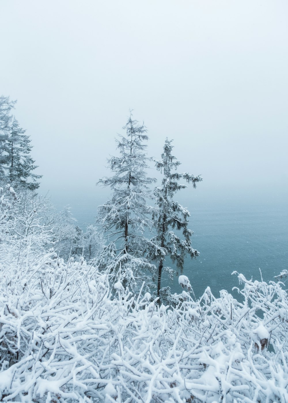 un paisaje nevado con árboles y un cuerpo de agua