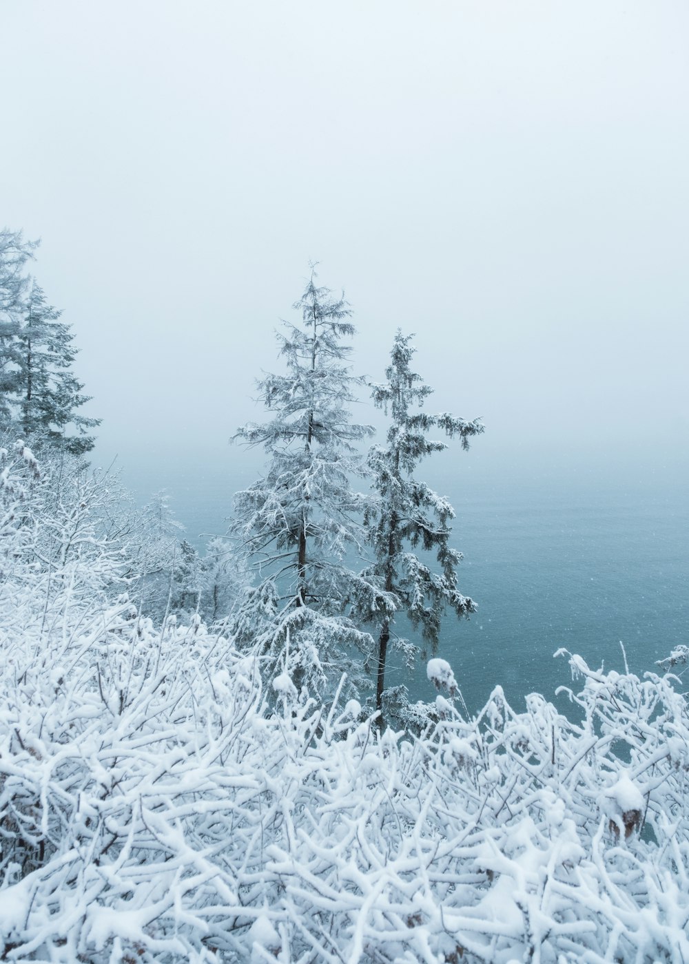 a snowy landscape with trees and a body of water