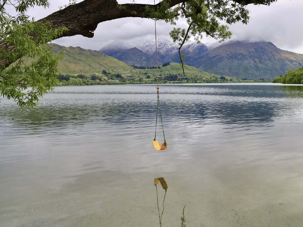 a tree hanging from a branch over a body of water