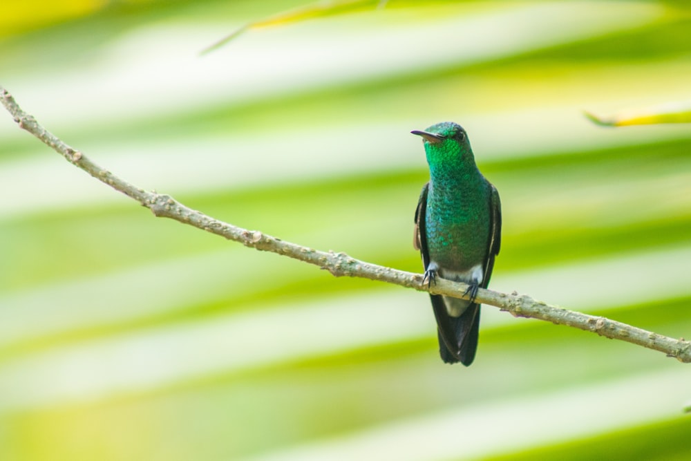 a small green bird perched on a tree branch