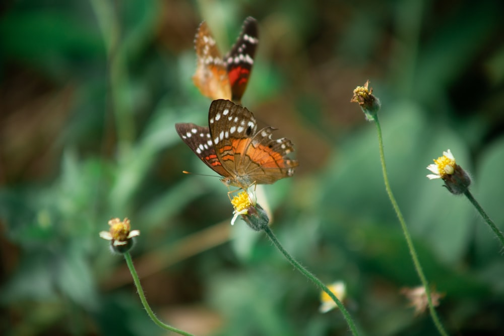 duas borboletas sentadas em cima de uma flor