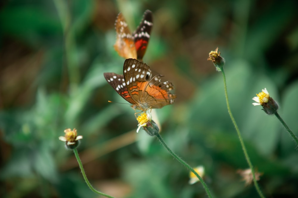 two butterflies sitting on top of a flower