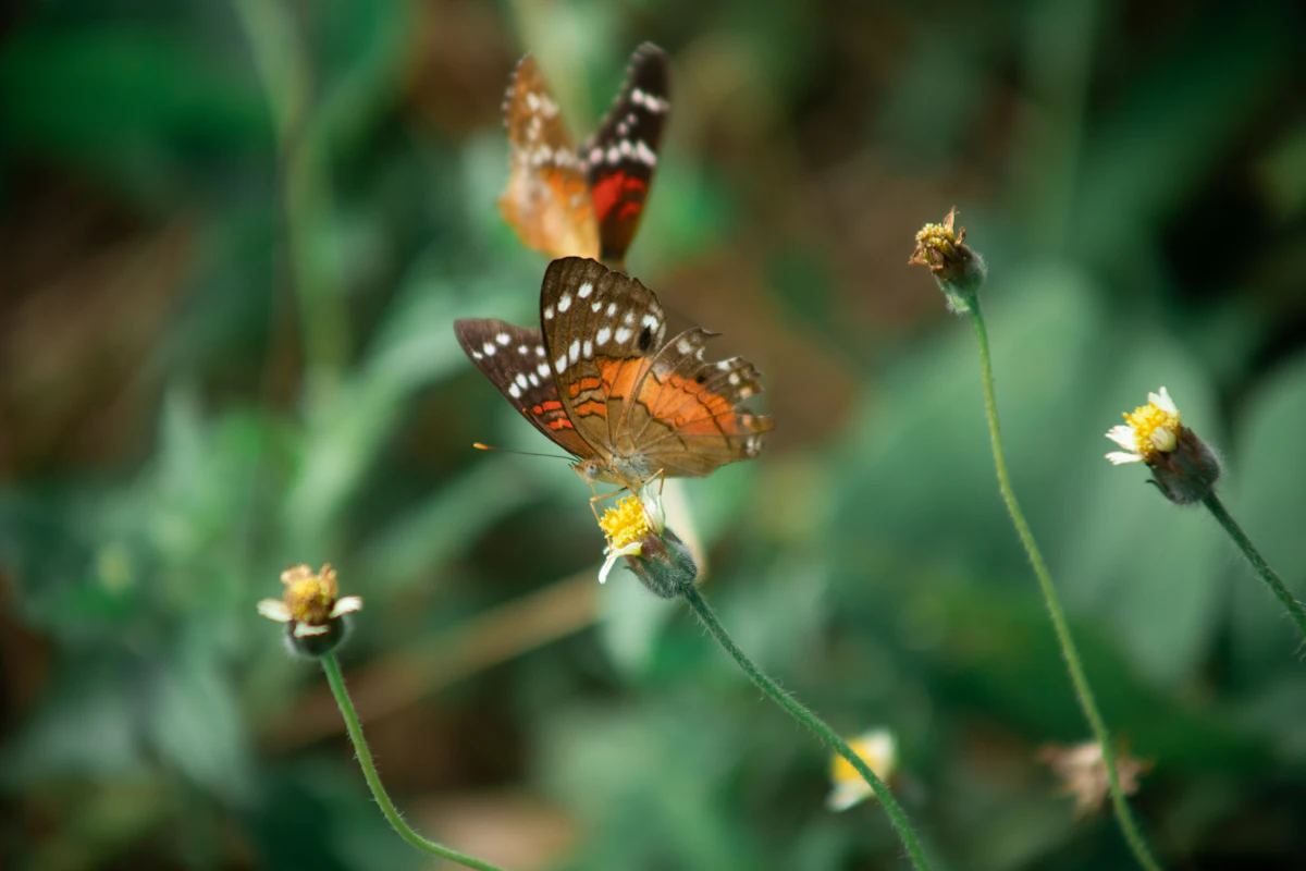 Two butterflies on a flower