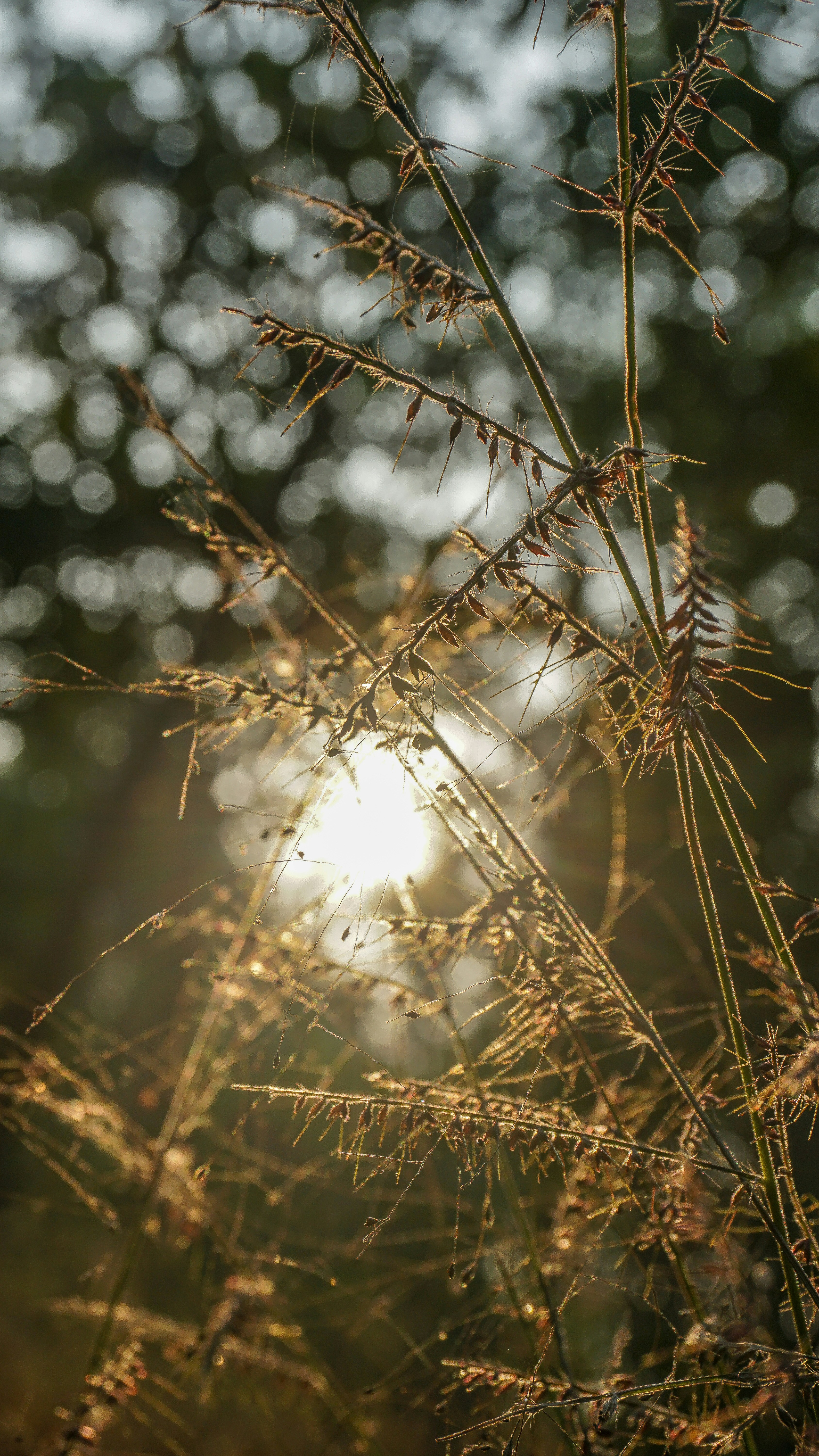 Photo by asifulhaque