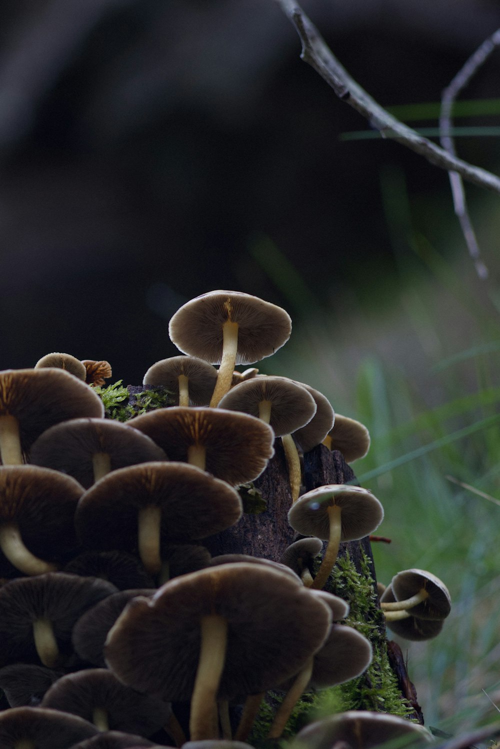 a group of mushrooms growing on a tree stump