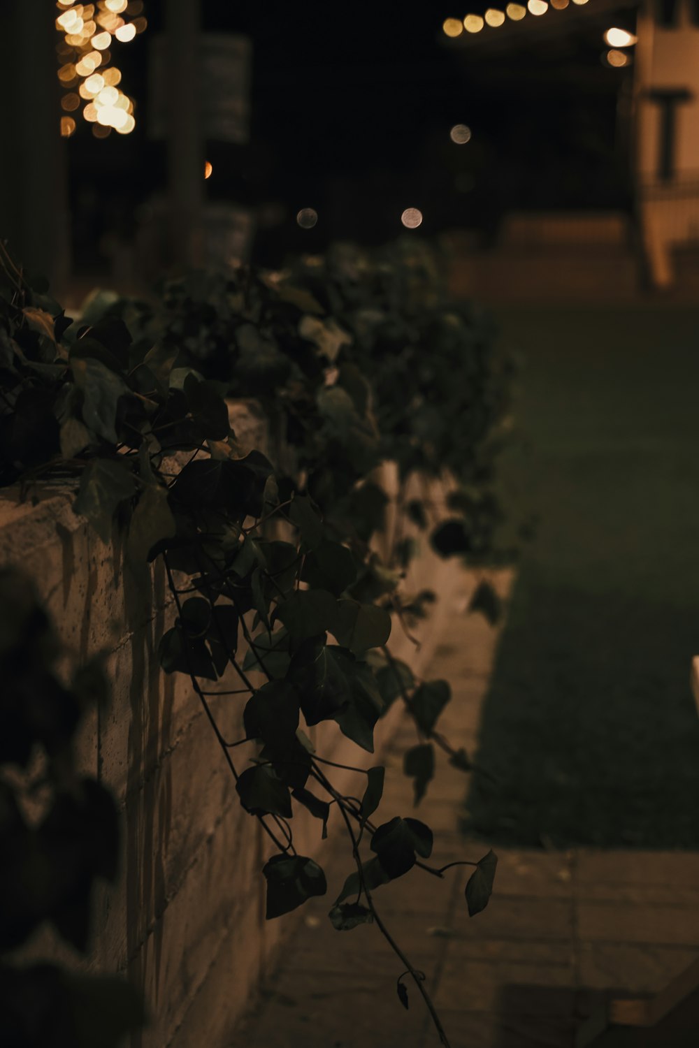 a plant is growing on the side of a wall