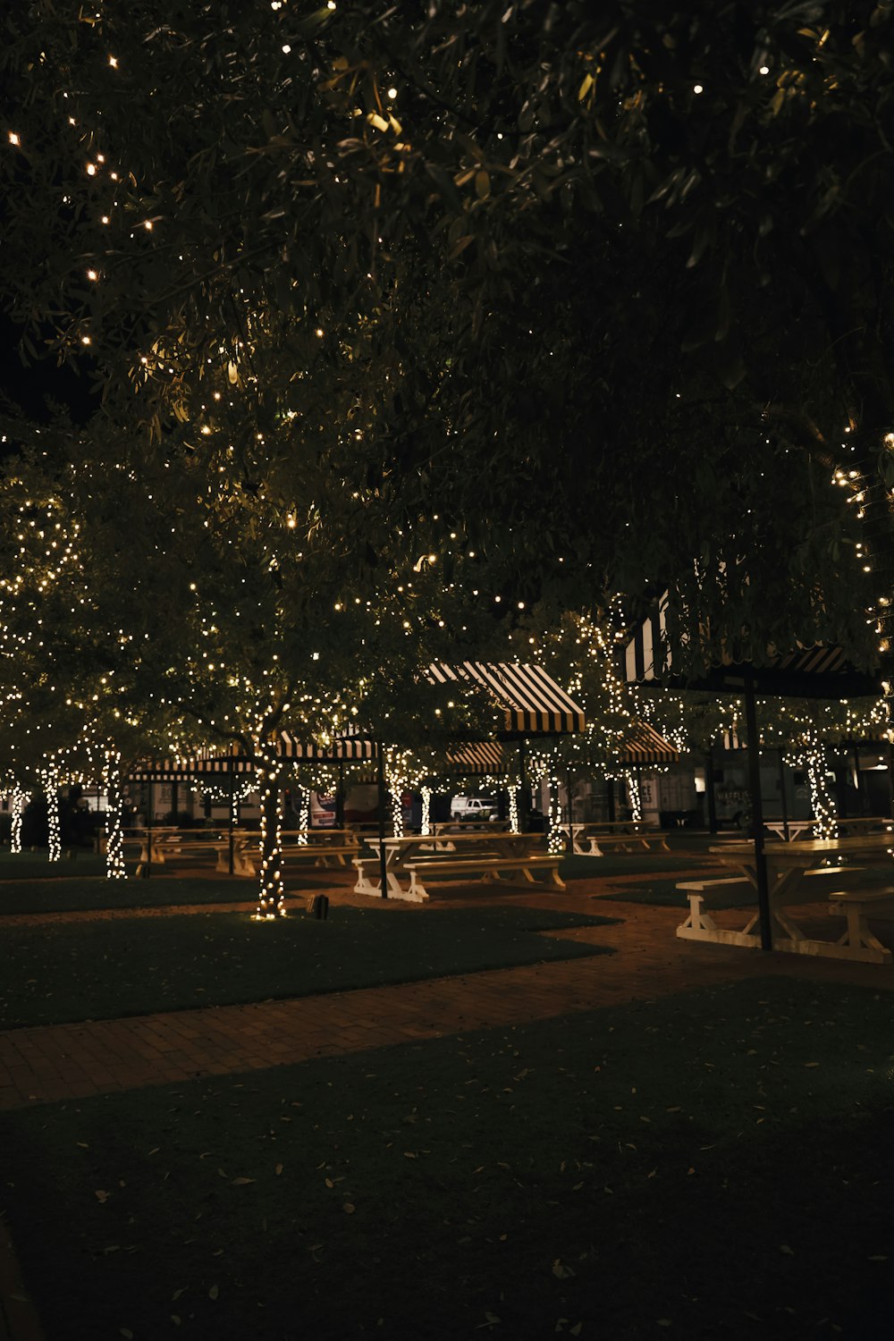 Un parque lleno de muchos árboles cubiertos de luces