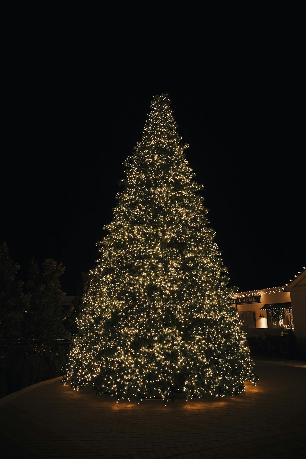 a large christmas tree is lit up at night