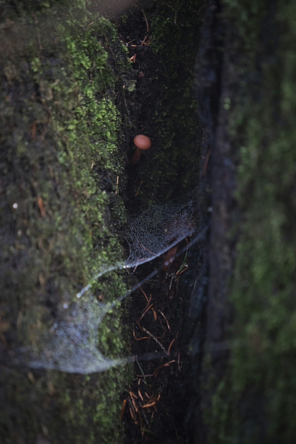 a spider web in the middle of a mossy tree
