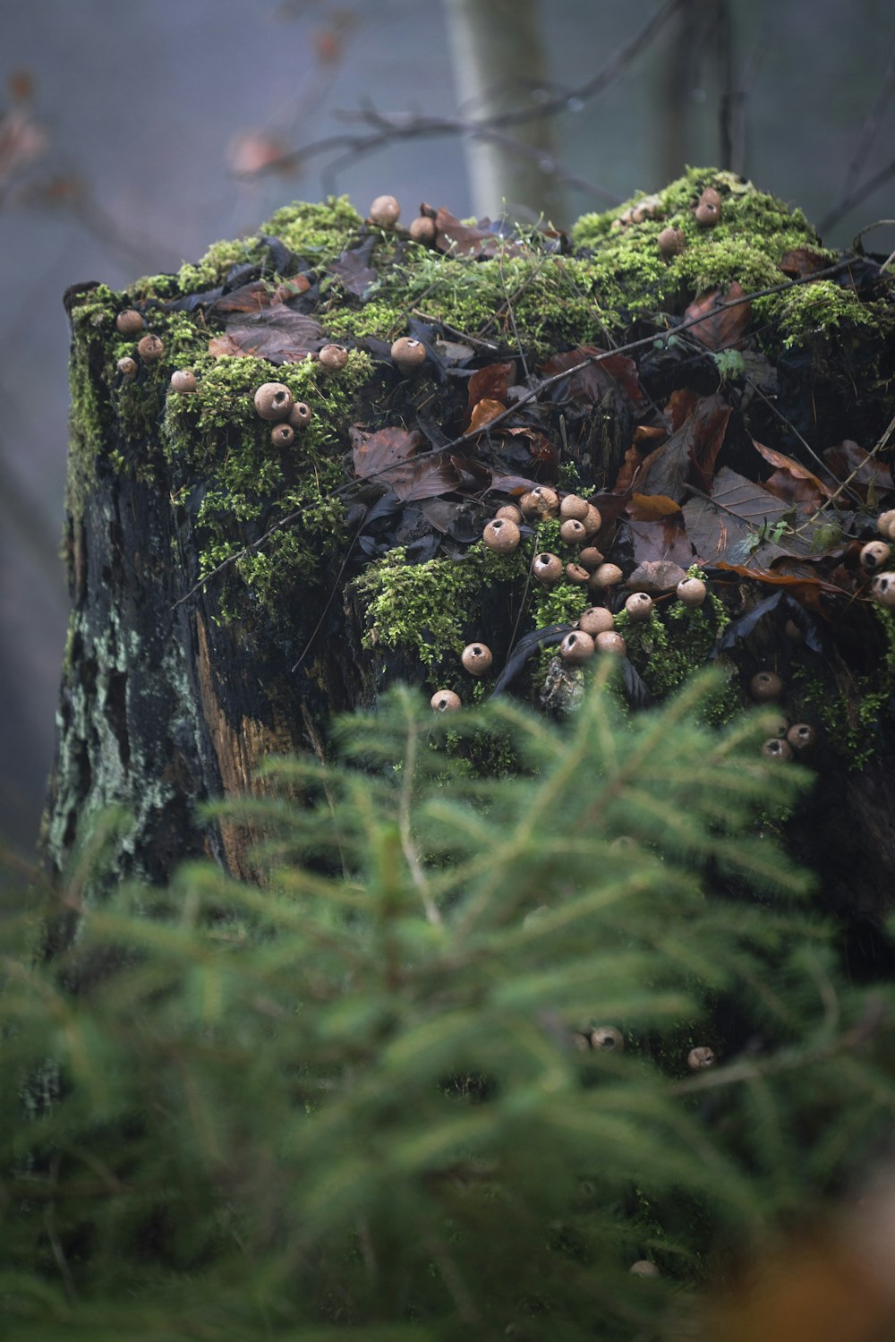 a tree stump with moss growing on it