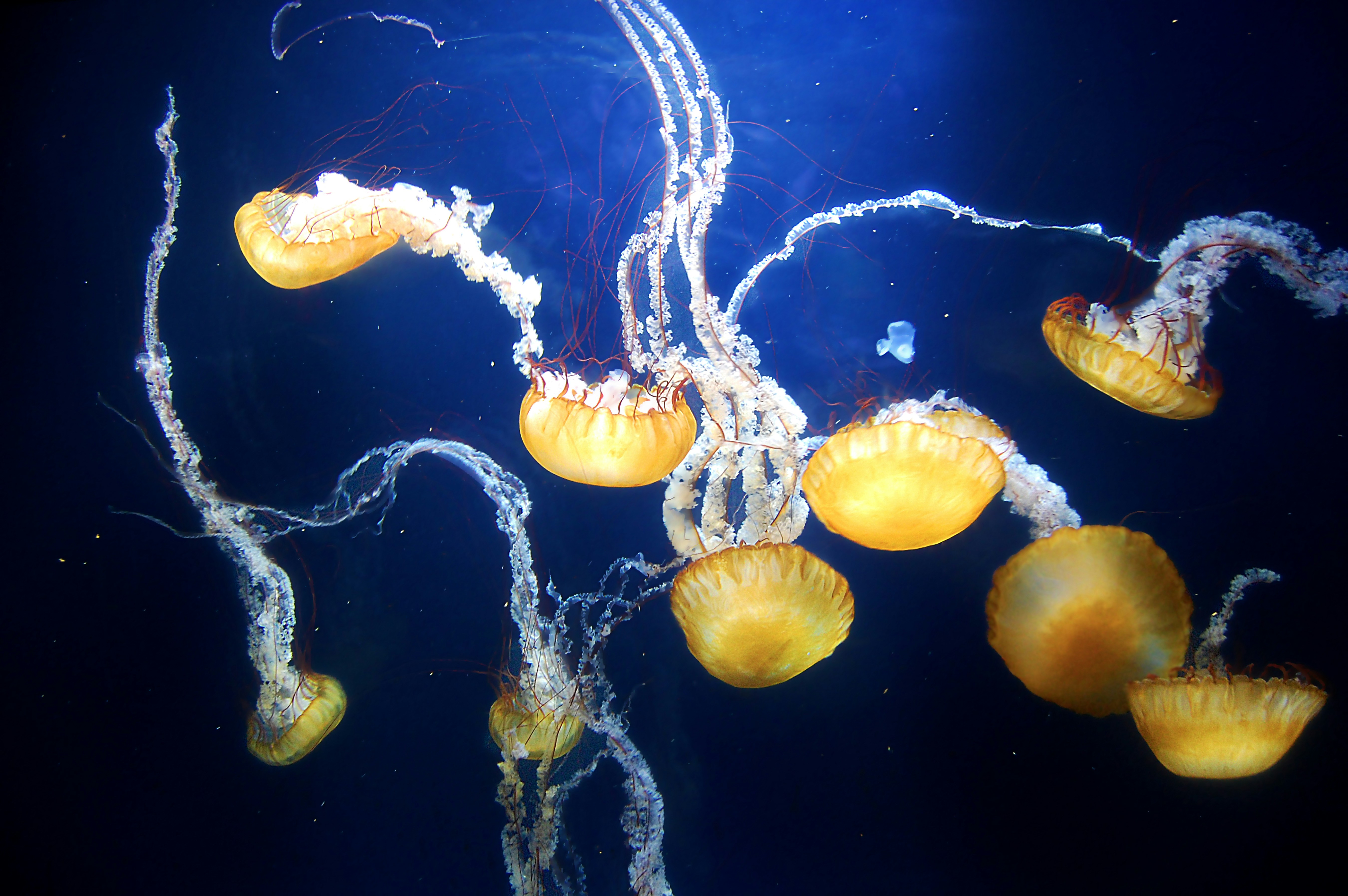 a group of jellyfish swimming in an aquarium