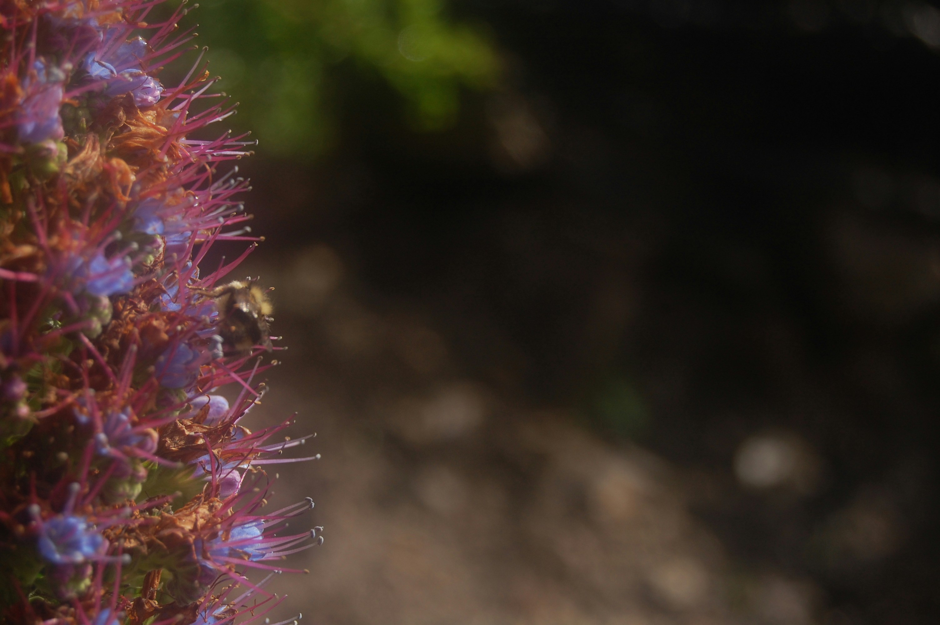 a close up of a flower with a blurry background