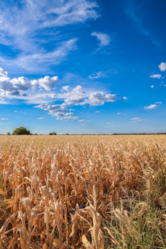 A vast cornfield stretches into the distance under a vibrant blue sky adorned with scattered clouds. The field is filled with mature, dried corn stalks swaying gently in the breeze. In the background, a few trees line the horizon, adding depth to the expansive landscape.