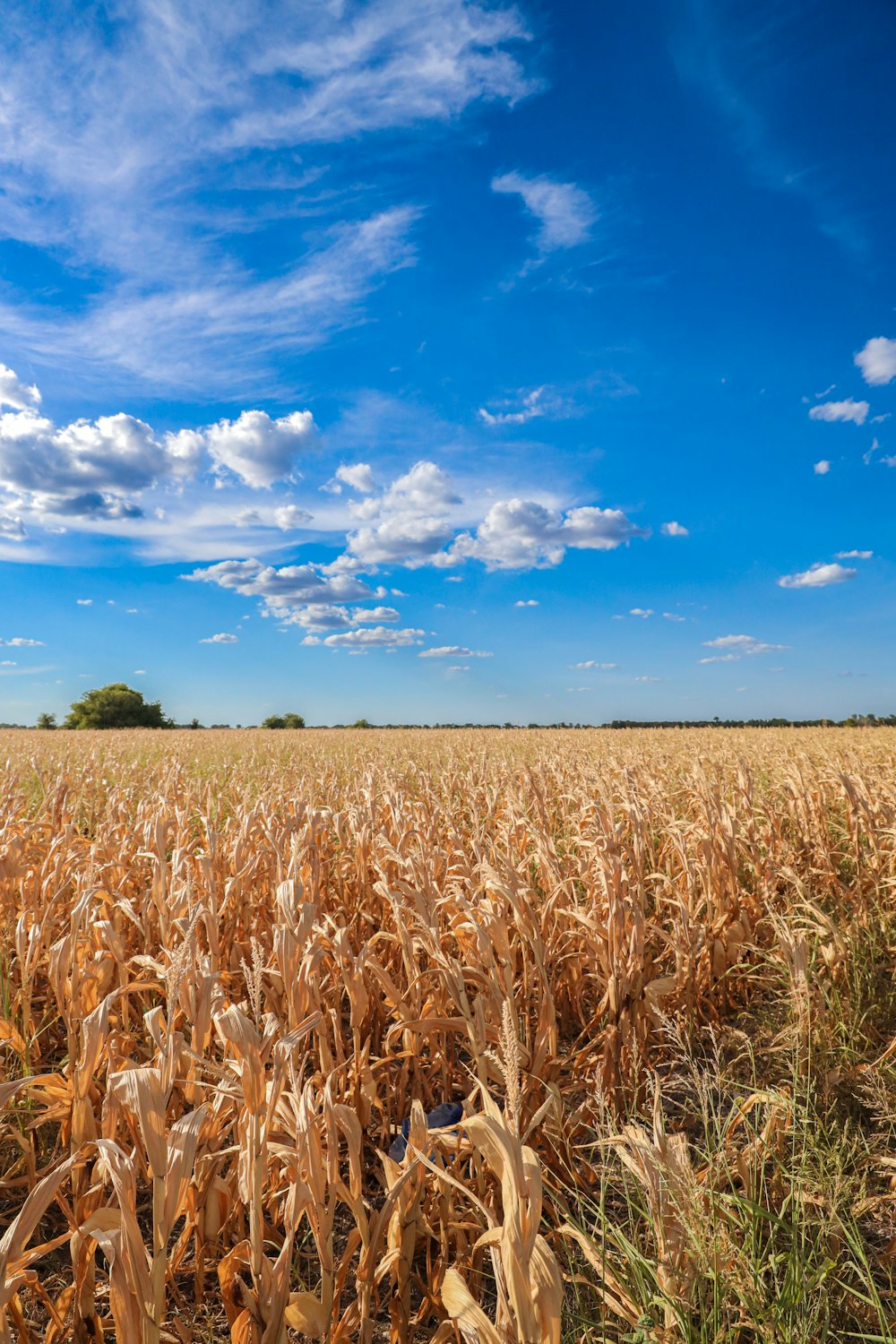 a field of corn under a blue sky with clouds