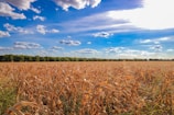 A golden cornfield stretching under a bright blue sky at Corhaven Farms.