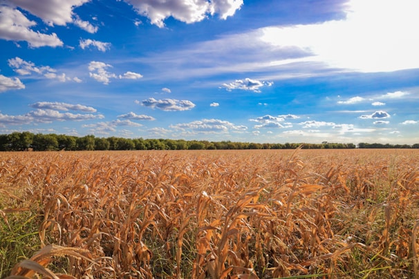 A panoramic view of golden cornfields under a clear blue sky