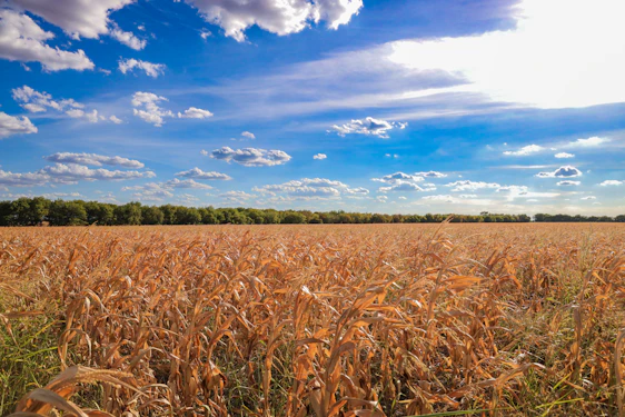 Golden cornfields stretching under a bright blue sky during harvest season.