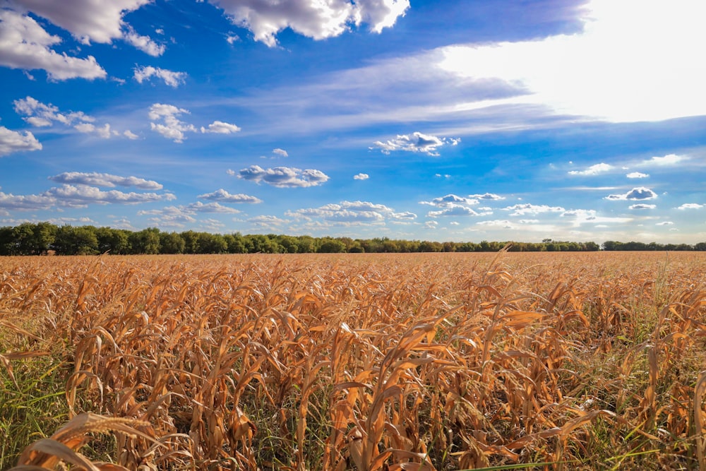 Un campo de trigo bajo un cielo azul con nubes