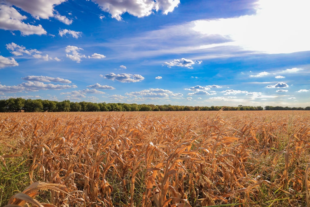 a field of wheat under a blue sky with clouds