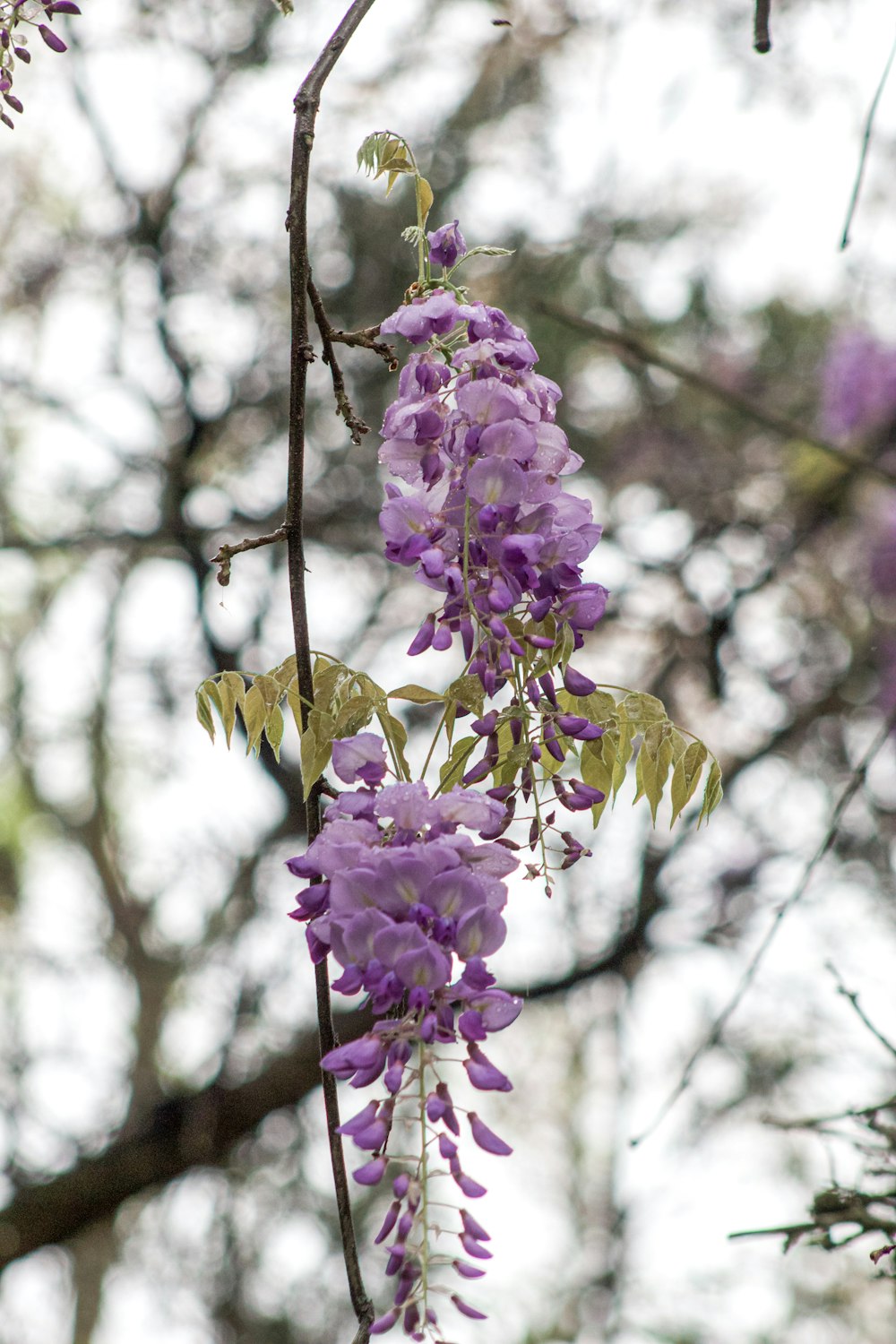 purple flowers are growing on a tree branch