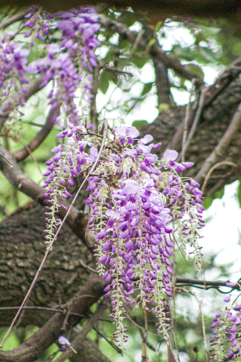 a tree with purple flowers hanging from it's branches