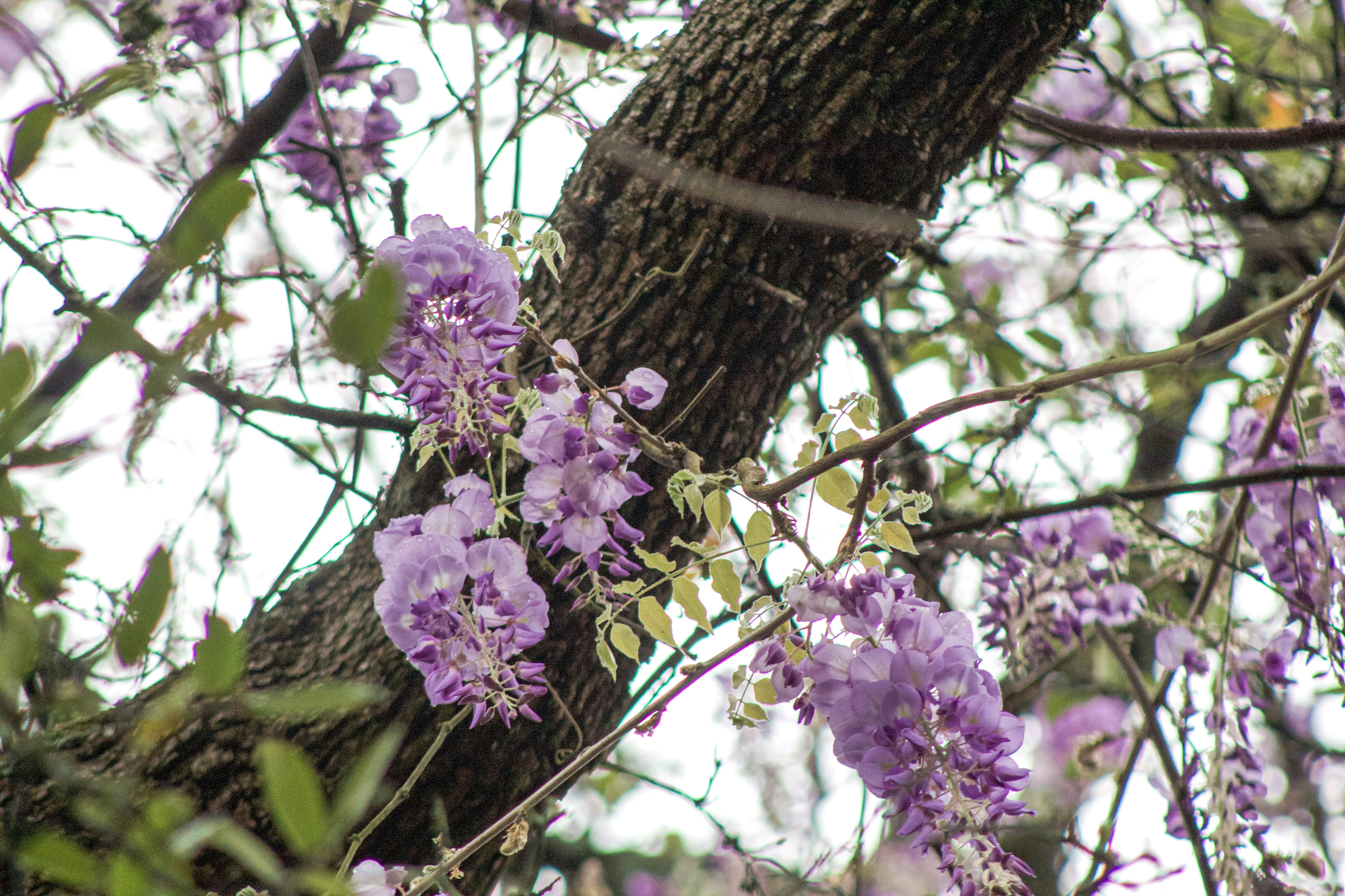 Chinese Wisteria: The Climbing Giant (image credits: unsplash)