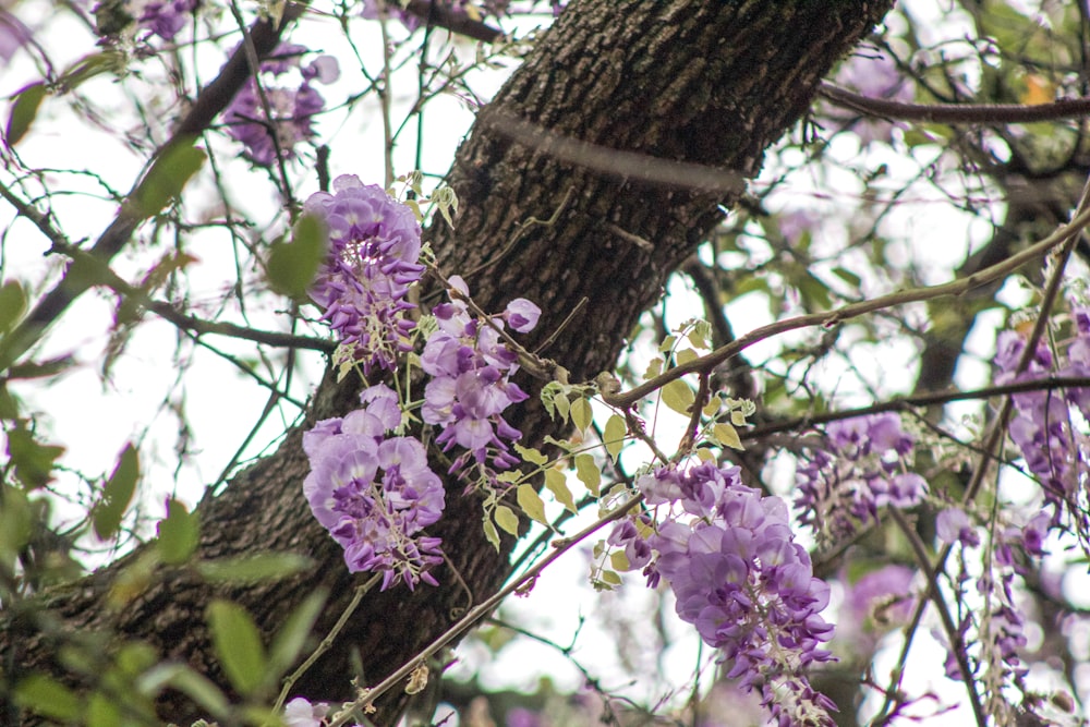 purple flowers are growing on a tree branch