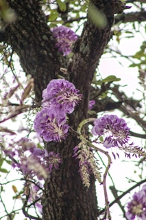 a tree with purple flowers growing on it