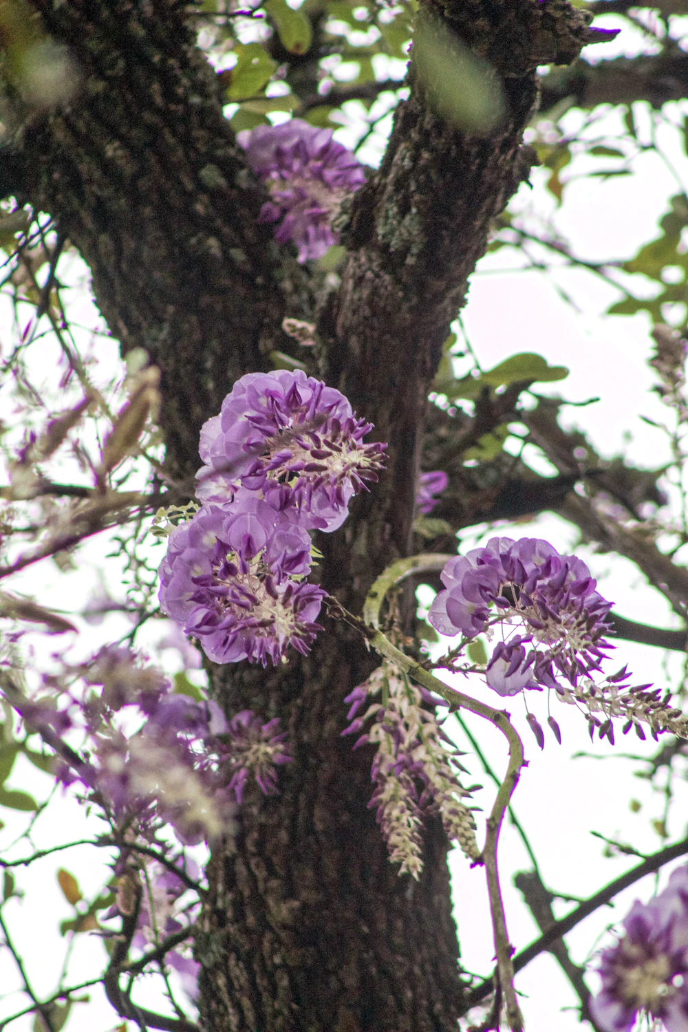 Don't fear the secateurs! Summer vs Winter Wisteria Pruning demonstrated