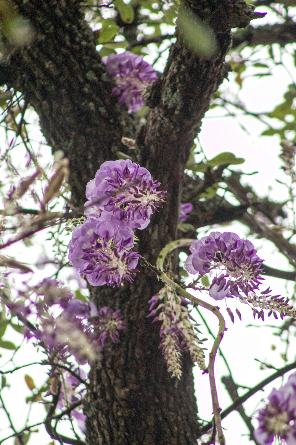 a tree with purple flowers growing on it