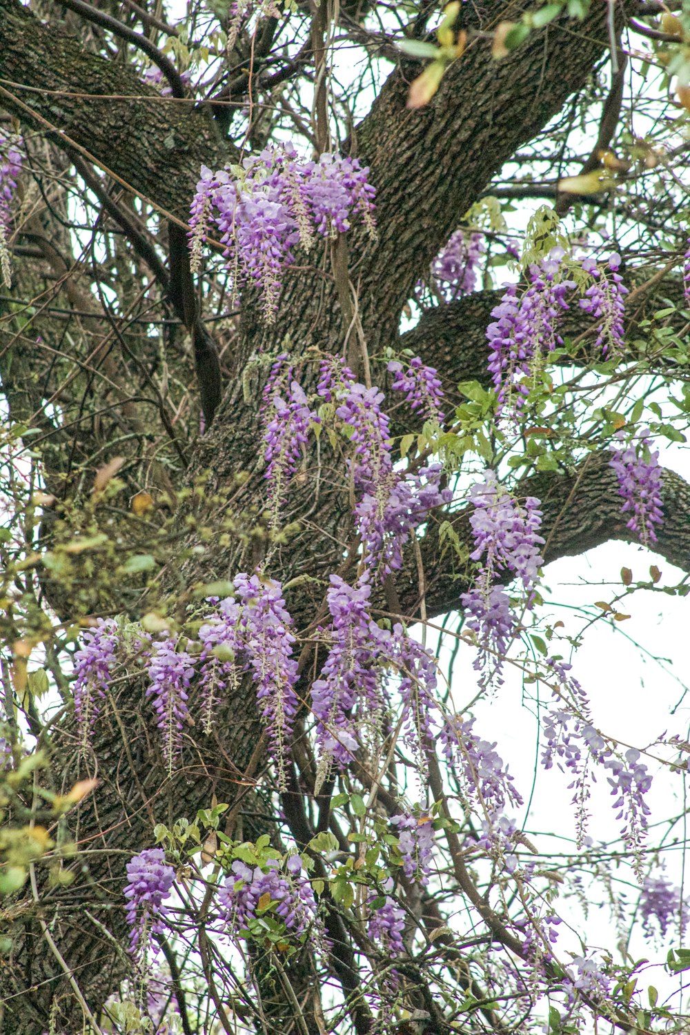 a bird sitting on a branch of a tree with purple flowers