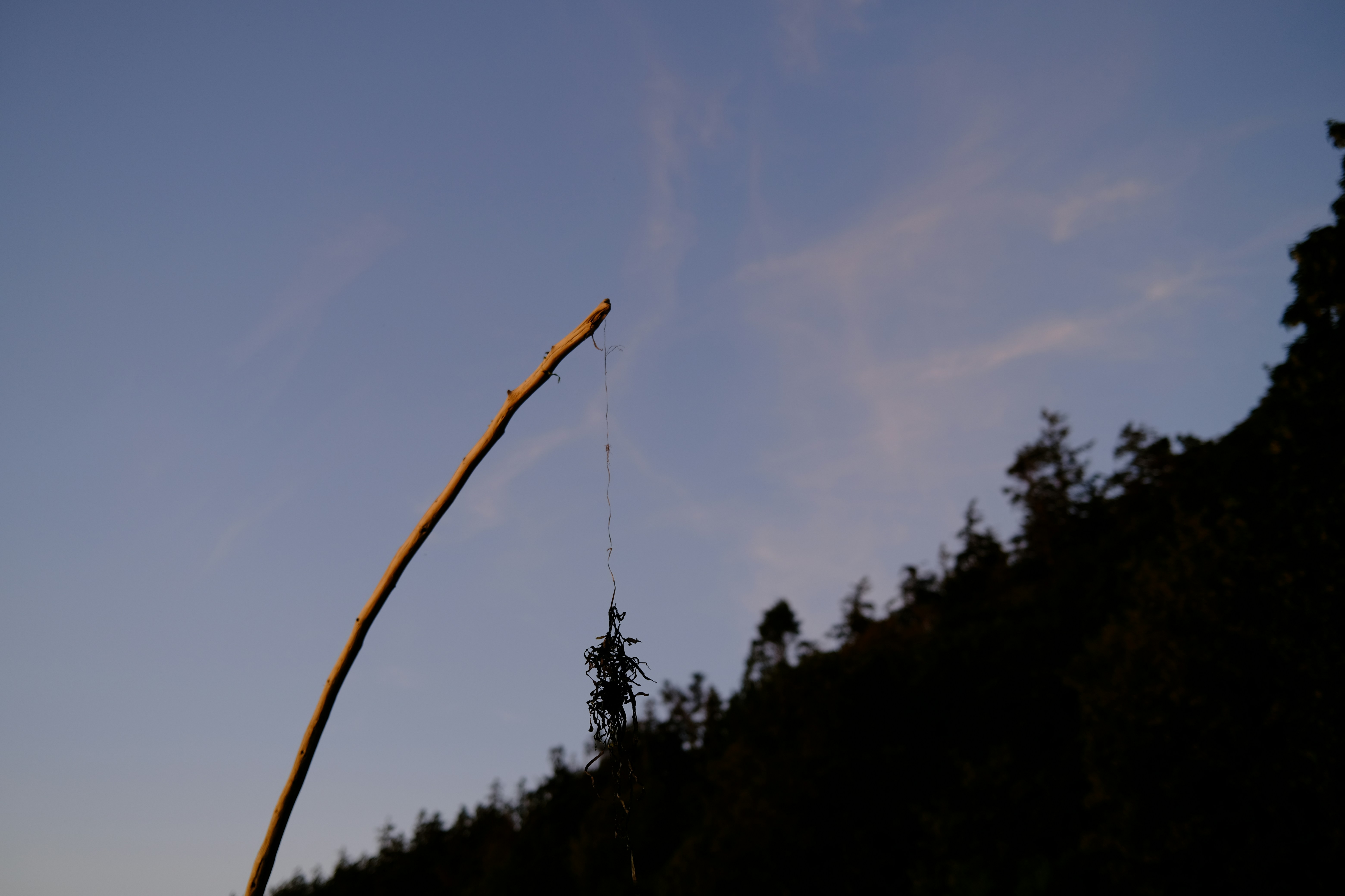 a tree branch with a long thin branch sticking out of it