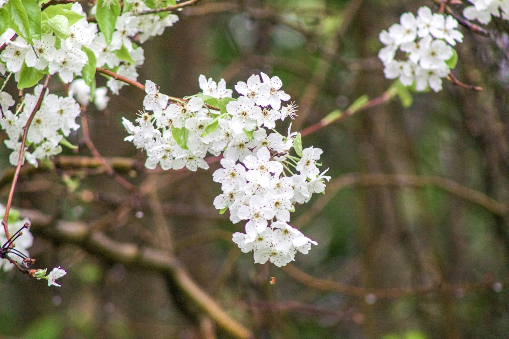 a bunch of white flowers on a tree branch