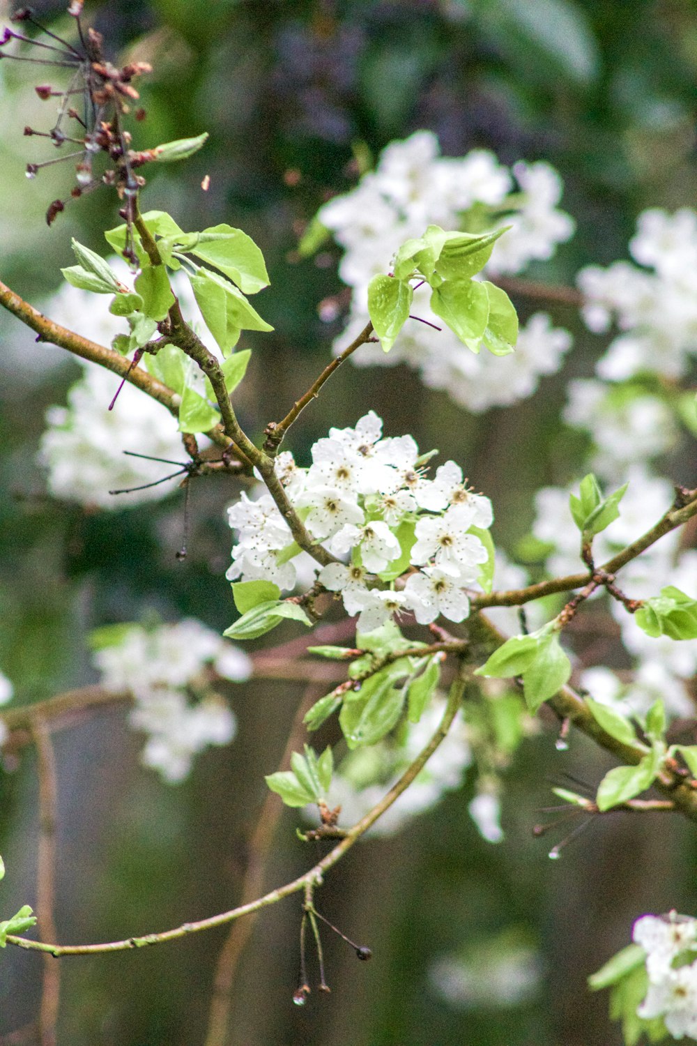 a branch with white flowers and green leaves