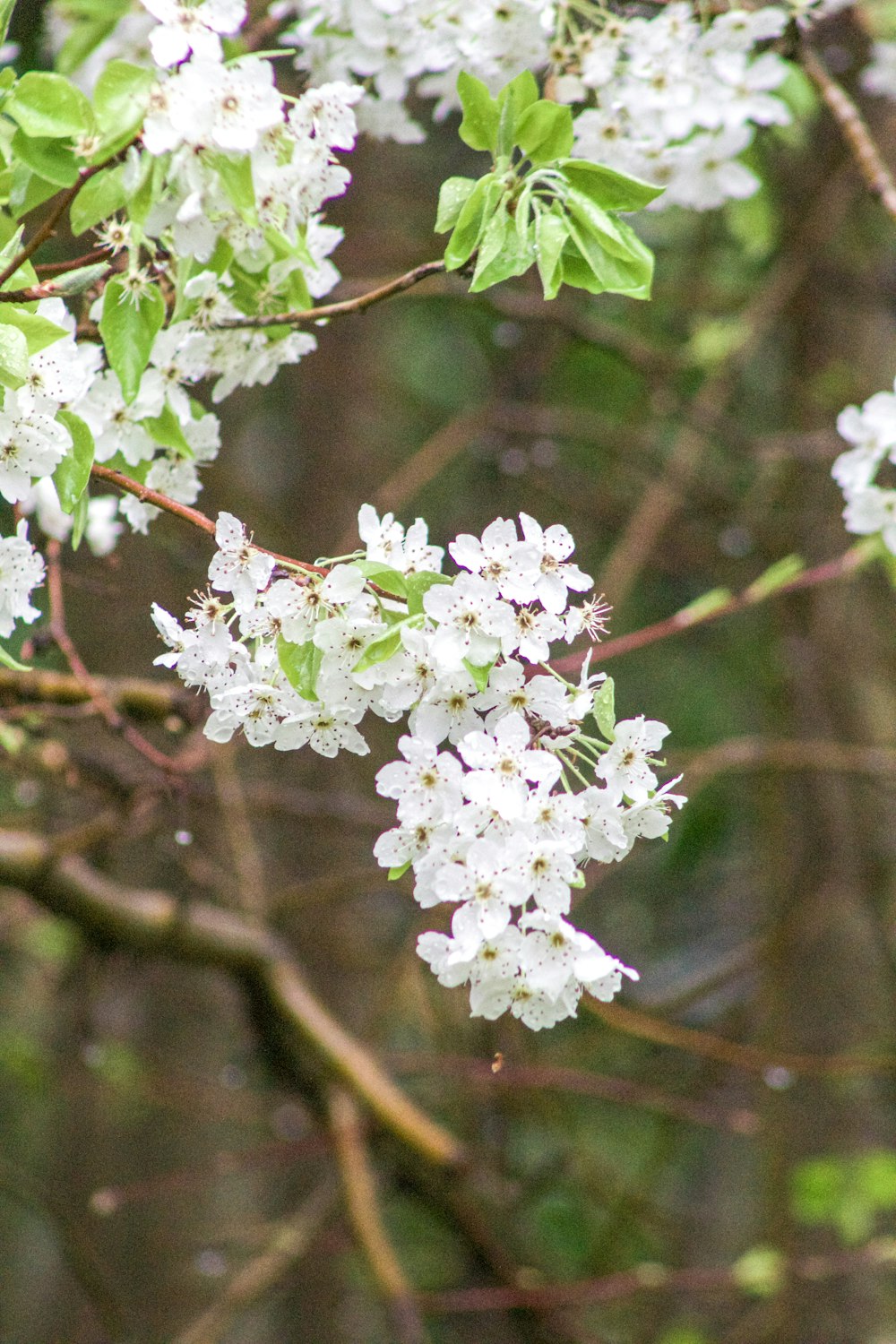 a branch with white flowers and green leaves